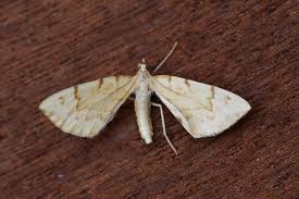 Attēlu rezultāti vaicājumam “Eulithis pyraliata”