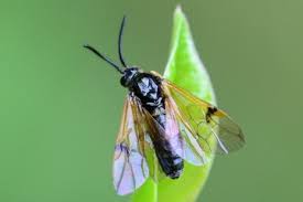 Attēlu rezultāti vaicājumam “Arge ustulata”