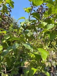 Attēlu rezultāti vaicājumam “Malus x zumi”