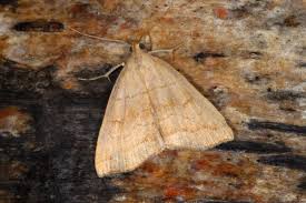 Attēlu rezultāti vaicājumam “Herminia tarsicrinalis”