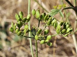 Attēlu rezultāti vaicājumam “Pastinaca sativa subsp. sylvestris fruit”