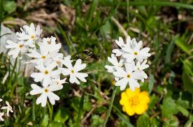 Attēlu rezultāti vaicājumam “Primula farinosa leaf”