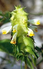 Attēlu rezultāti vaicājumam “Melampyrum cristatum”