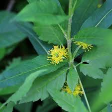 Attēlu rezultāti vaicājumam “Lysimachia thyrsiflora bud”