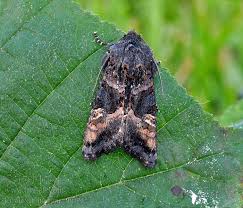 Attēlu rezultāti vaicājumam “Euplexia lucipara”