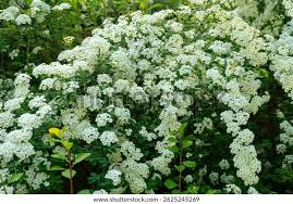 Attēlu rezultāti vaicājumam “Spiraea chamaedryfolia”