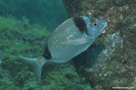Image result for Diplodus vulgaris