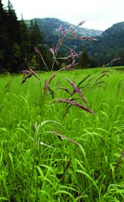 Attēlu rezultāti vaicājumam “Calamagrostis purpurea fruit”