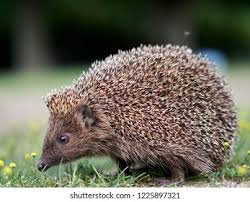 Attēlu rezultāti vaicājumam “Erinaceus sp.”