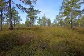 Attēlu rezultāti vaicājumam “Pinus sylvestris var. turfosa”