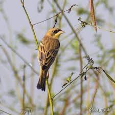Image result for Emberiza melanocephala