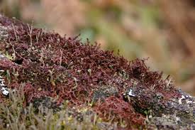 Attēlu rezultāti vaicājumam “Frullania tamarisci”