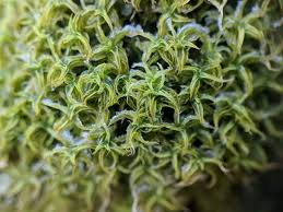 Attēlu rezultāti vaicājumam “Tortella tortuosa”