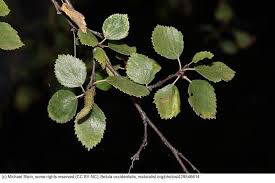 Attēlu rezultāti vaicājumam “Betula”