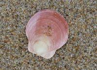 Image result for Placopecten magellanicus