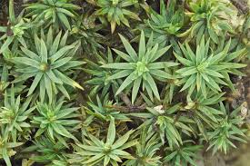 Attēlu rezultāti vaicājumam “Pogonatum urnigerum”