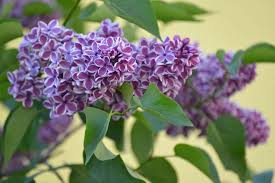 Attēlu rezultāti vaicājumam “Syringa vulgaris flower”