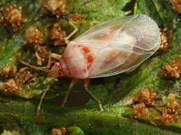 Attēlu rezultāti vaicājumam “Kleidocerys resedae imago”