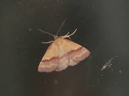 Attēlu rezultāti vaicājumam “Phytometra viridaria”