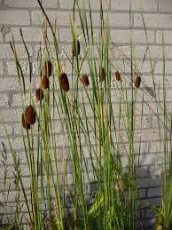 Image result for Rohrkolben