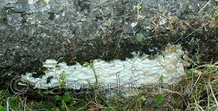 Attēlu rezultāti vaicājumam “Skeletocutis odora”