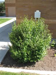 Attēlu rezultāti vaicājumam “Ribes alpinum”