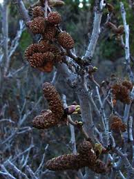 Attēlu rezultāti vaicājumam “Alnus incana bud”