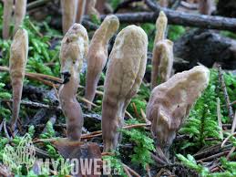 Attēlu rezultāti vaicājumam “Clavariadelphus ligula”