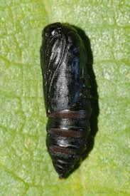 Attēlu rezultāti vaicājumam “Acronicta rumicis imago”