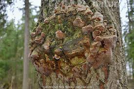 Attēlu rezultāti vaicājumam “Phellinus tremulae”