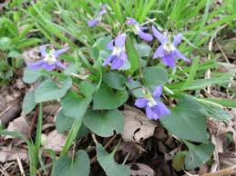 Attēlu rezultāti vaicājumam “Viola sororia”