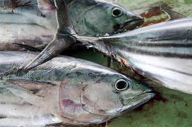 Image result for Katsuwonus pelamis