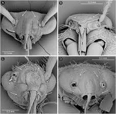 Attēlu rezultāti vaicājumam “Capsodes gothicus imago”