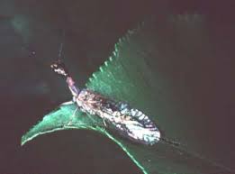 Attēlu rezultāti vaicājumam “Raphidioptera”