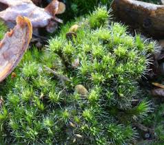 Attēlu rezultāti vaicājumam “Campylopus introflexus”