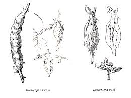 Attēlu rezultāti vaicājumam “Lasioptera rubi”