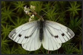 Attēlu rezultāti vaicājumam “Pieris napi underside”