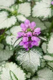 Attēlu rezultāti vaicājumam “Lamium maculatum flower”