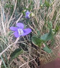 Attēlu rezultāti vaicājumam “Viola canina flower”