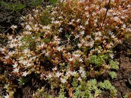 Attēlu rezultāti vaicājumam “Sedum pallidum”
