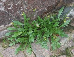 Attēlu rezultāti vaicājumam “Diplotaxis muralis leaf”