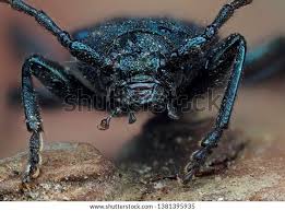 Attēlu rezultāti vaicājumam “Callidium violaceum”