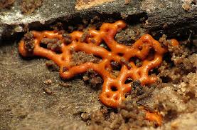 Attēlu rezultāti vaicājumam “Hemitrichia serpula spores”