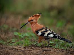 Image result for hoepoe