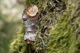 Attēlu rezultāti vaicājumam “Phalera bucephala imago”