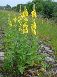 Image result for Verbascum phlomoides