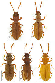 Attēlu rezultāti vaicājumam “Silvanidae”