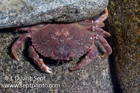 Image result for Cancer irroratus