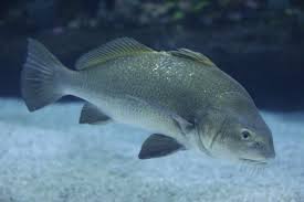 Image result for Pogonias cromis