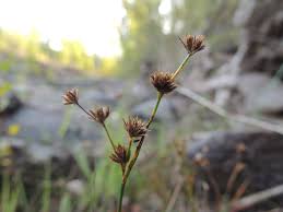 Attēlu rezultāti vaicājumam “Juncus bufonius fruit”
